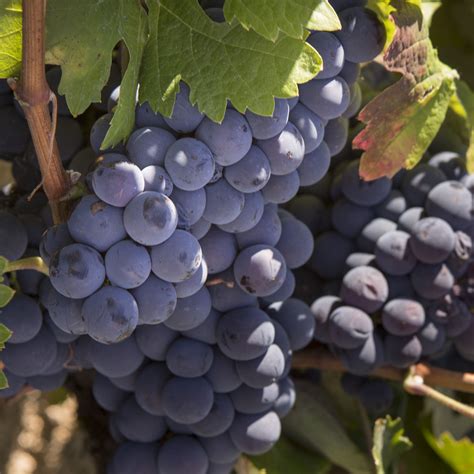 rifete|Wines with Rufete grapes – a red grape also known as Tinta。